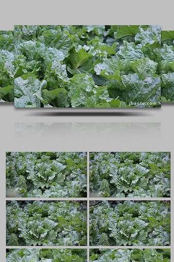 清新有机绿色白菜全高清视频展示图片