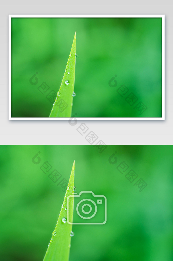 秋季挂在绿色草叶上的露珠摄影图图片图片