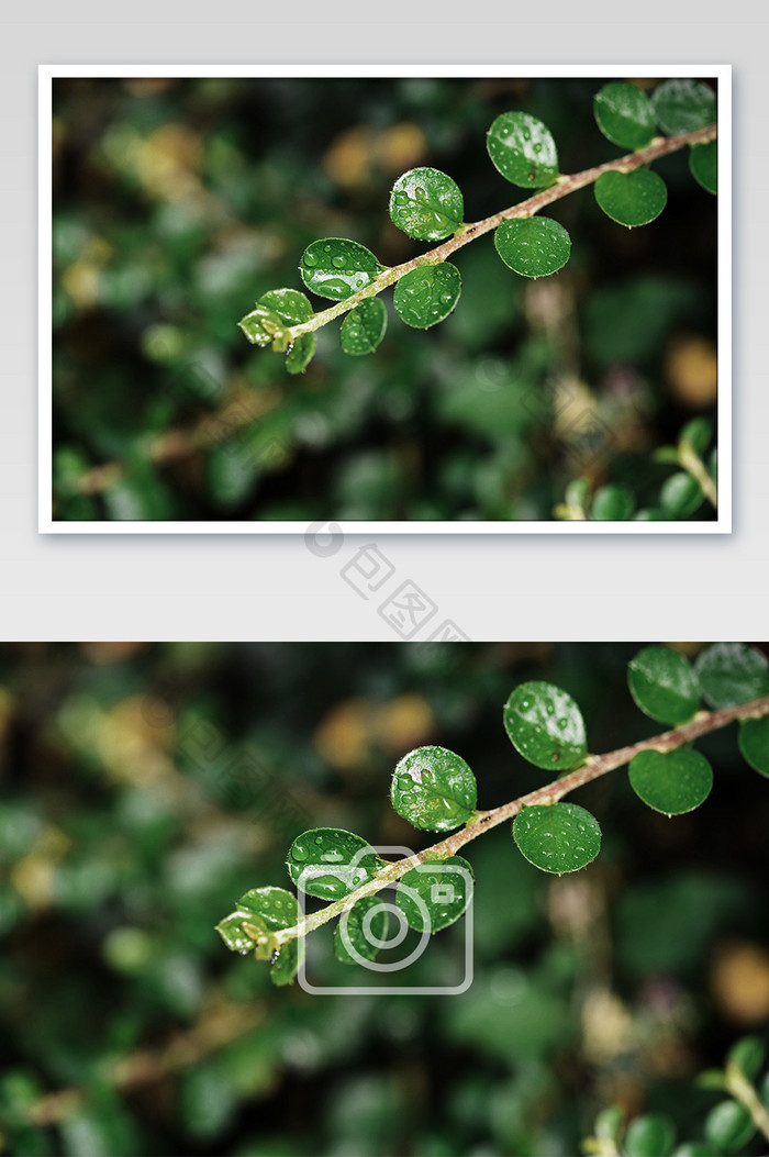 秋季植物叶子上的露水珠摄影图