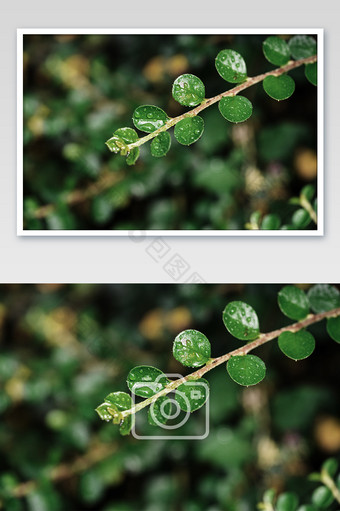 秋季植物叶子上的露水珠摄影图图片