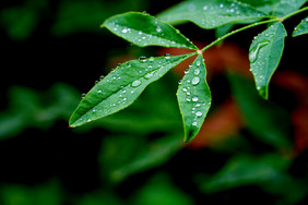 秋天雨后植物叶子上的露珠摄影图