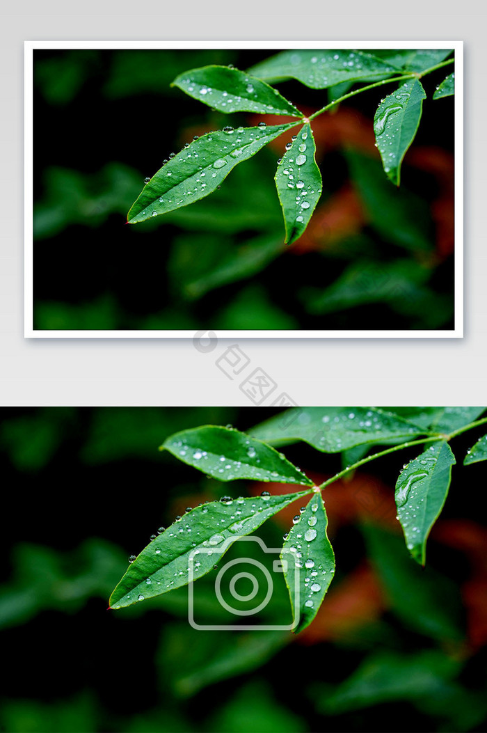 秋天雨后植物叶子上的露珠摄影图