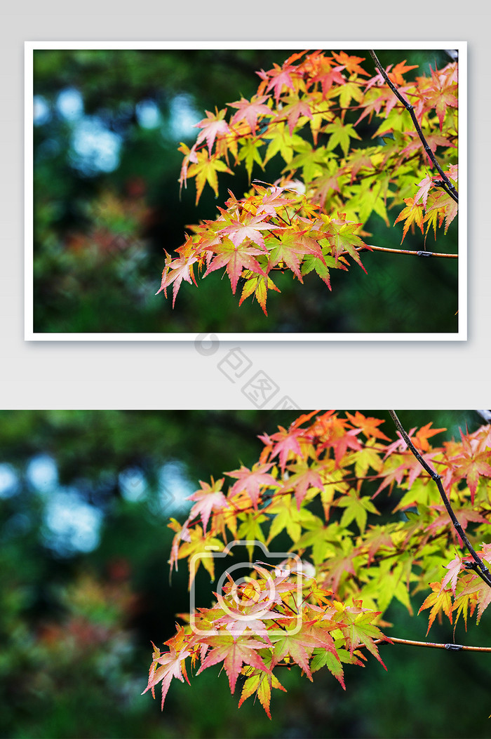 秋季彩色枫树树叶摄影图