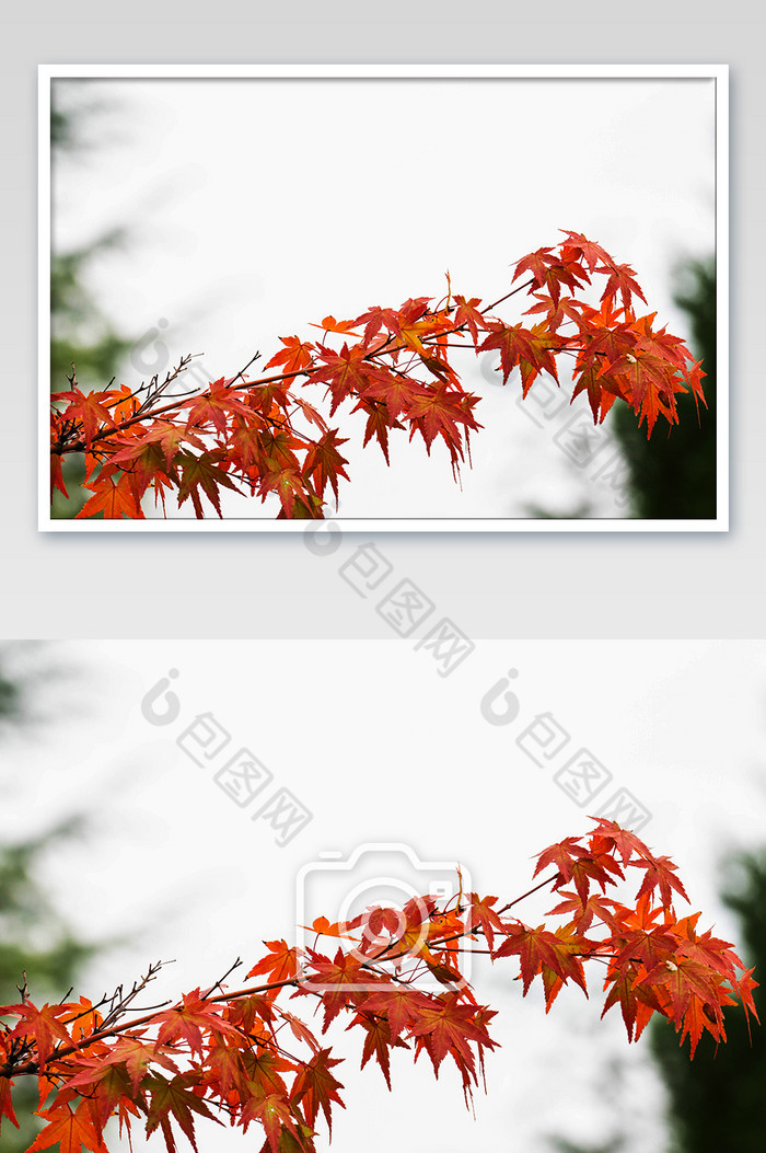 秋季红枫树枝摄影图图片图片