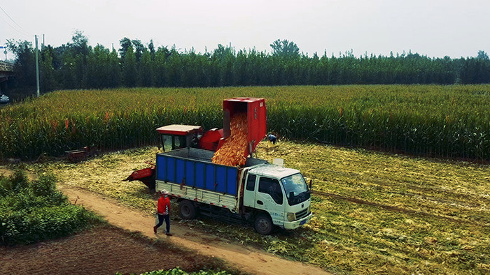无人机实拍玉米收割机在农田作业