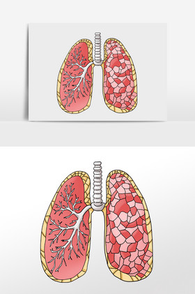 人体内脏肺部人体研究