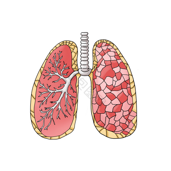 人体内脏肺部人体研究图片