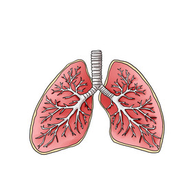 人体内脏肺部解刨