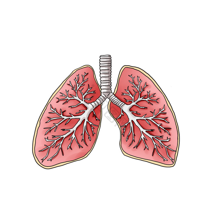 人体内脏肺部解刨图片