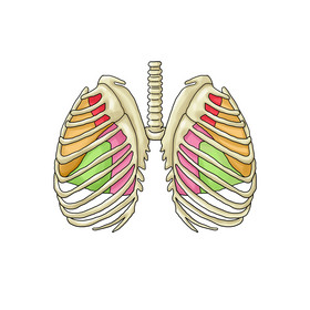 骨骼胸腔肋骨肺門圖片