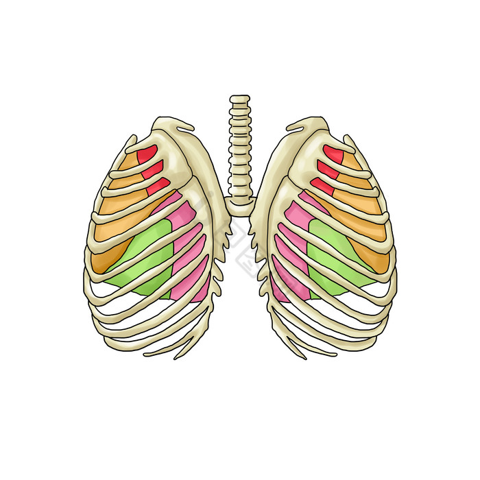骨骼胸腔肋骨肺门图片