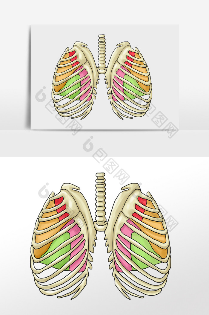 骨骼胸腔肋骨肺门