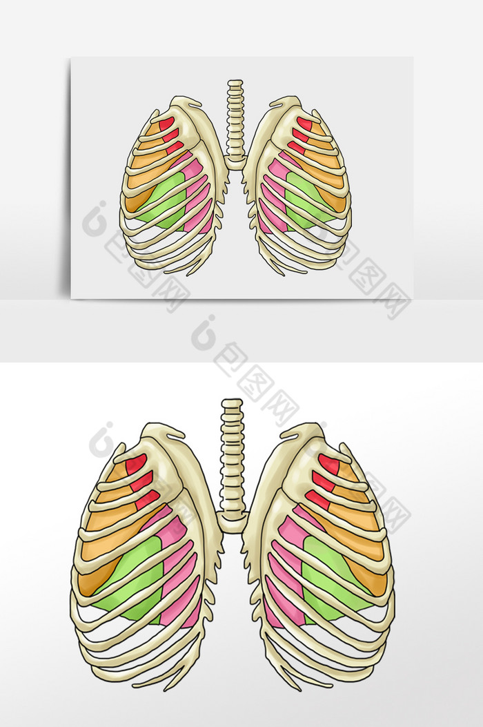 骨骼胸腔肋骨肺门图片图片