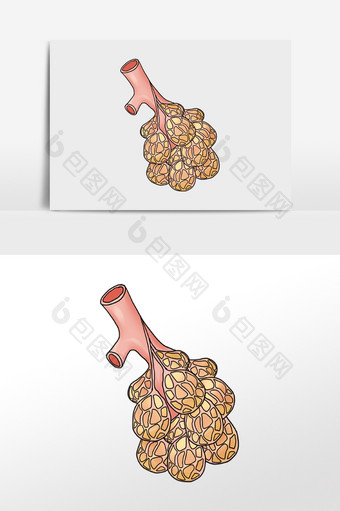 内脏脏器器官肺泡图片