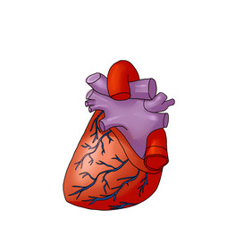 人体研究心脏左右心房