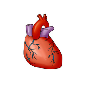 心脏左右心房人体研究