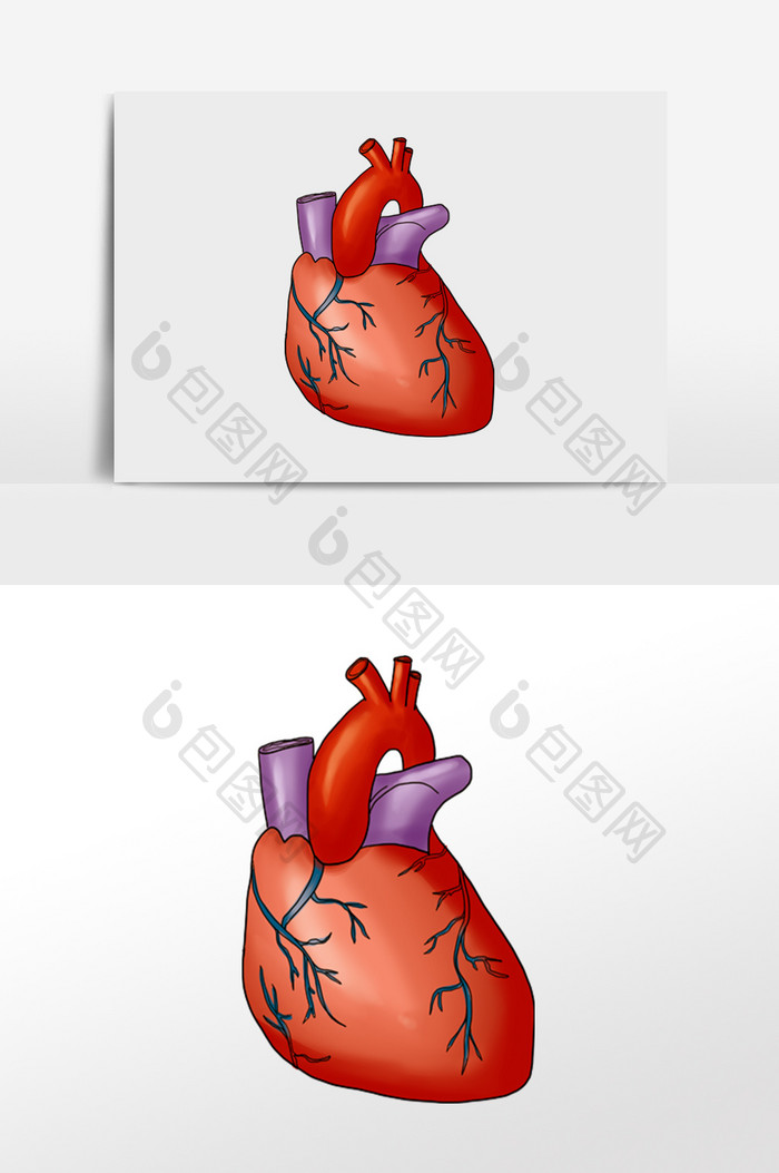 心脏左右心房人体研究