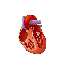 心脏左右心房脏器