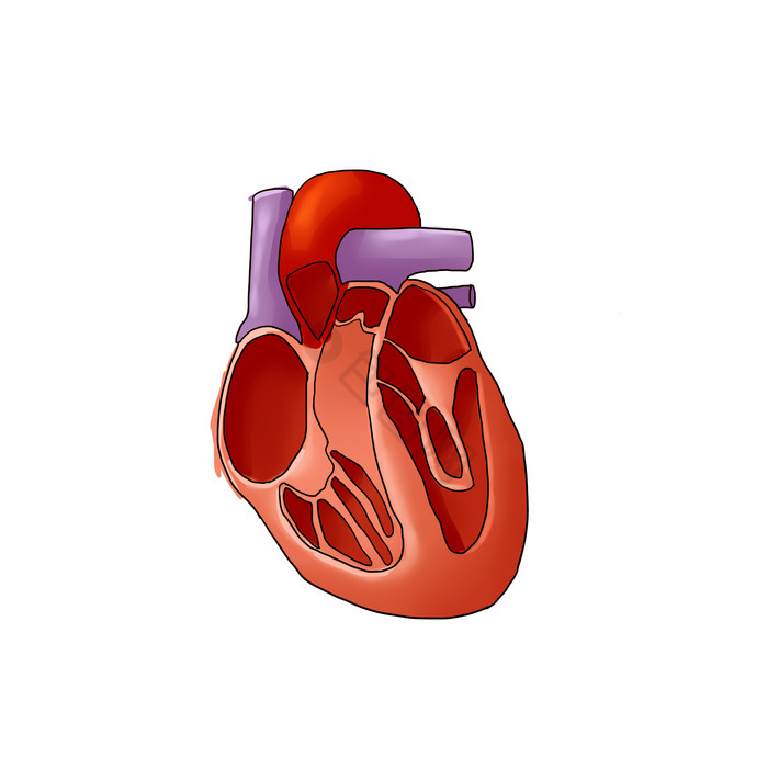 心脏左右心房脏器图片