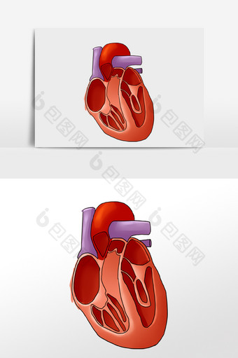 心脏左右心房脏器图片