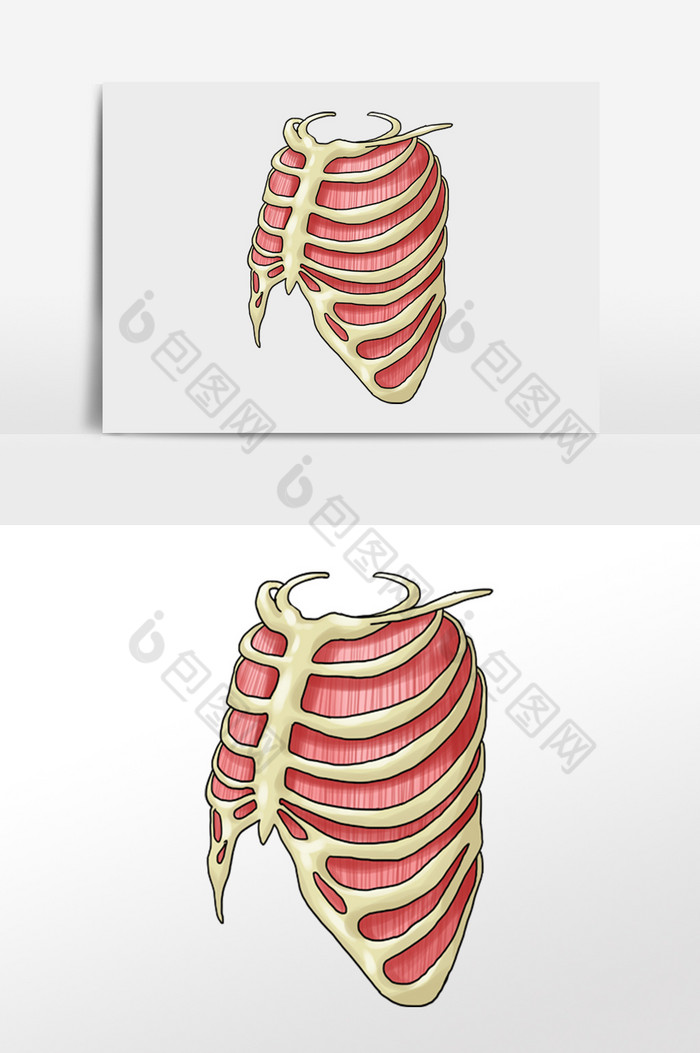 骨骼胸腔人體研究圖片