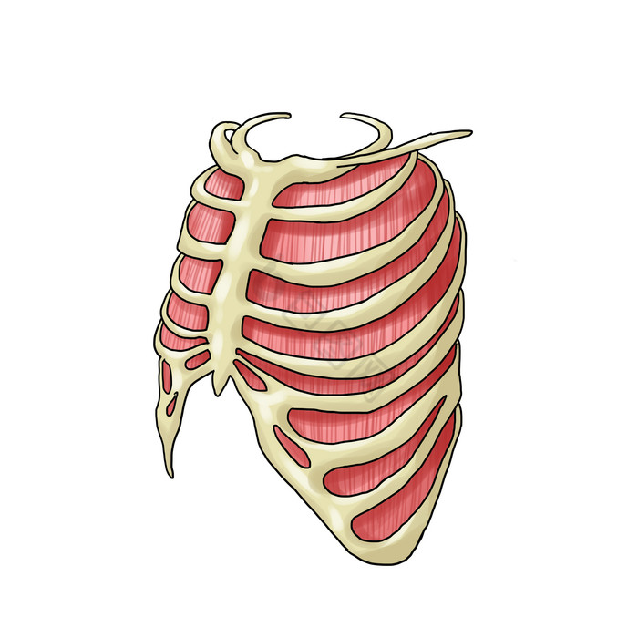 骨骼胸腔人体研究图片