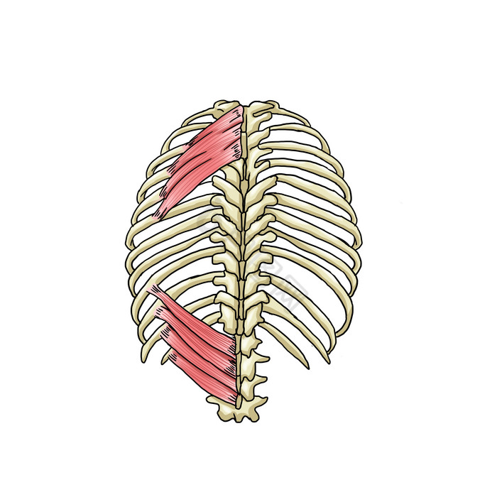 骨骼胸腔骨头医学研究图片
