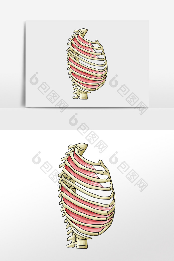 骨骼胸腔肋骨人体图片图片