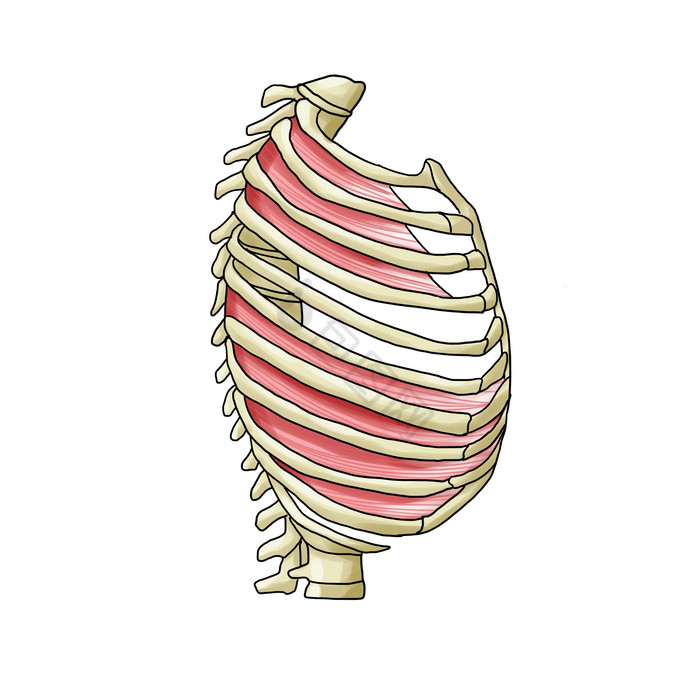 骨骼胸腔肋骨人体图片