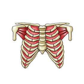 骨骼胸腔肋骨骨头
