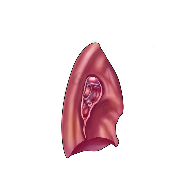 人体内脏脏器肝脏图片