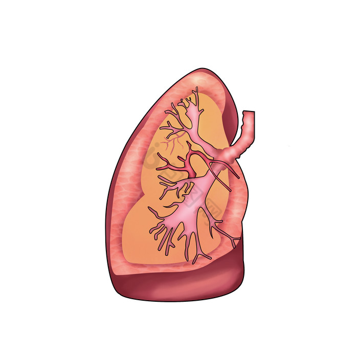 人体内脏器官肝脏图片
