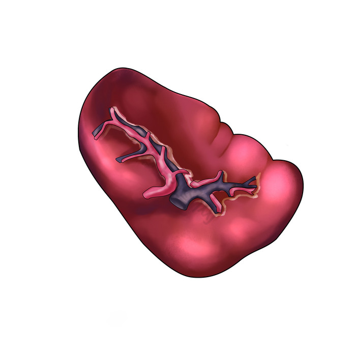 人体内脏器官脏器脾脏png下载-包图网