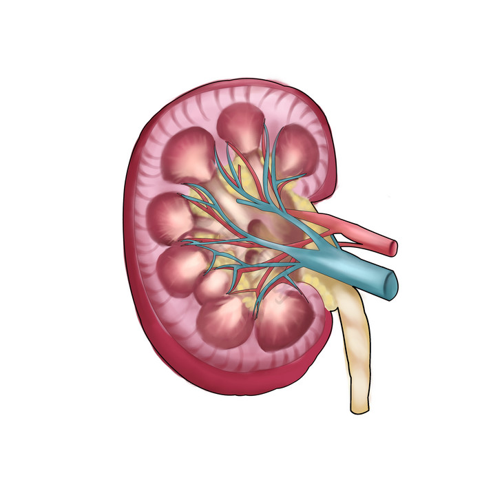 人体内脏器官脏器肾脏图片