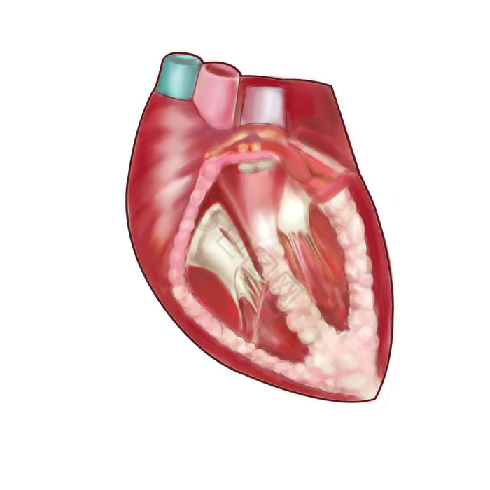 器官脏器心脏人体研究图片