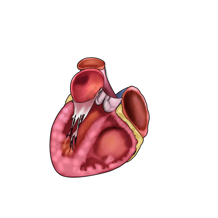人体内脏脏器心脏图片