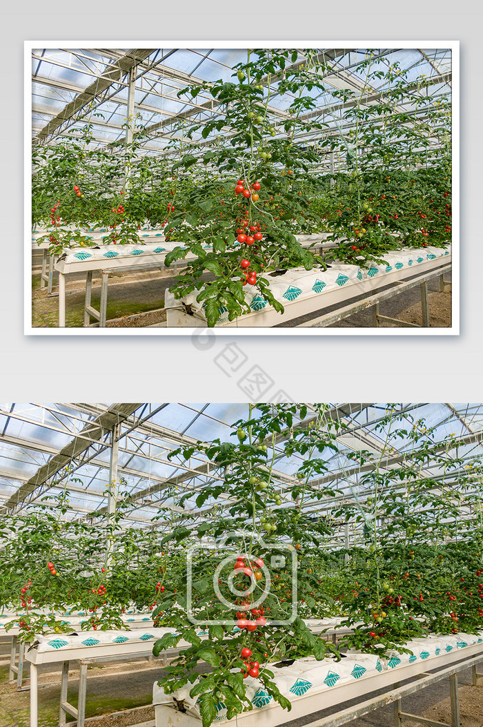 圣女果种植基地摄影图片图片