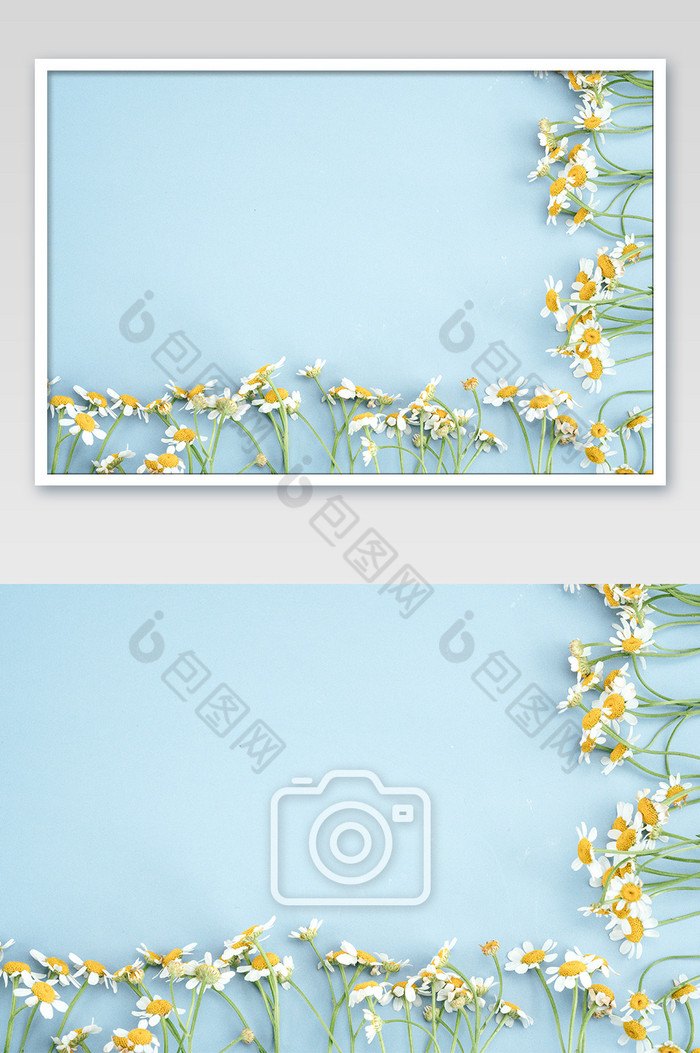 洋甘菊菊花花朵图片图片