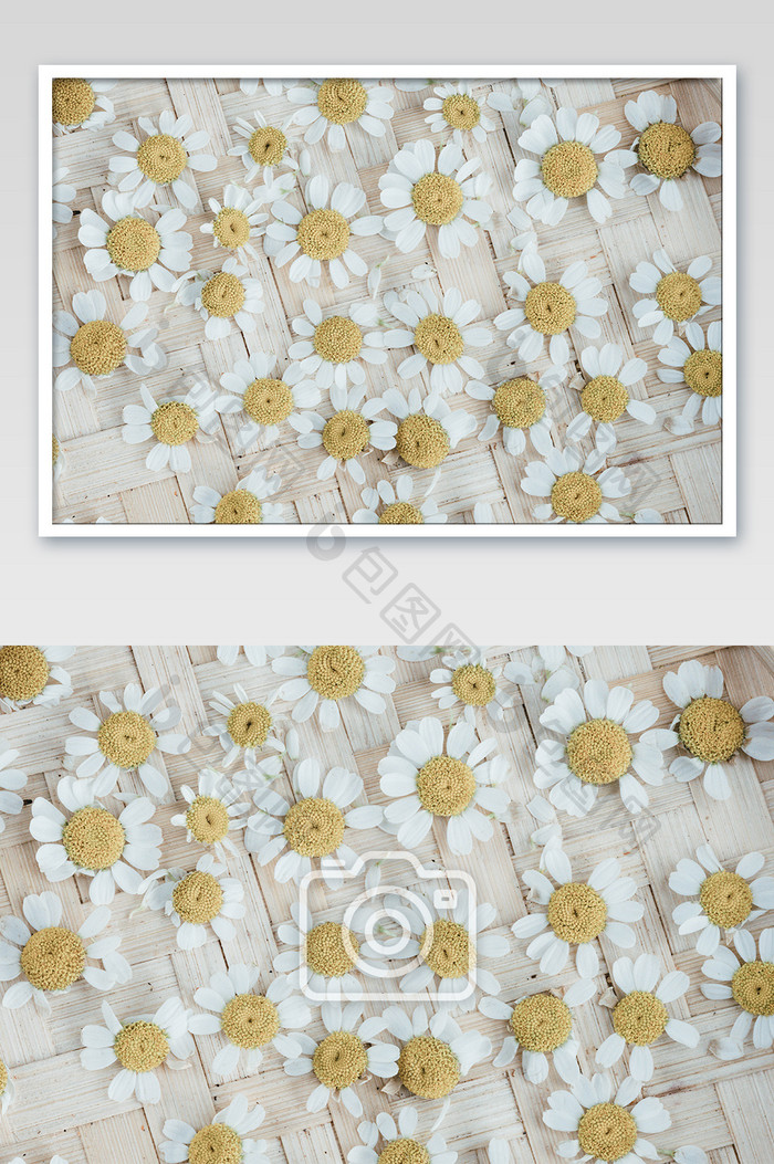 白色洋甘菊花卉花朵