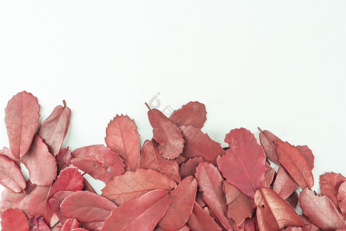 红色树叶叶子摄影图图片