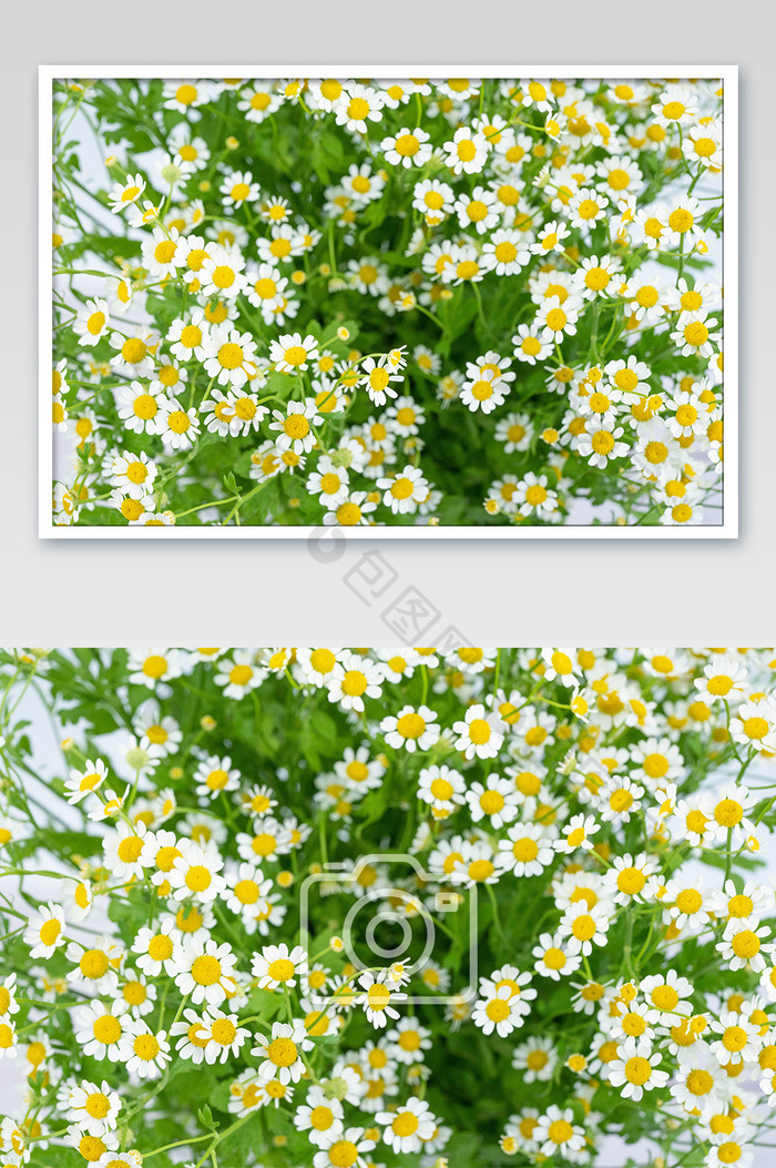 盛开的白色洋甘菊摄影图图片图片