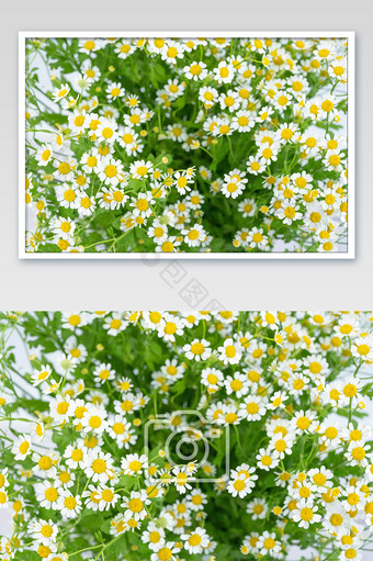 盛开的白色洋甘菊摄影图图片