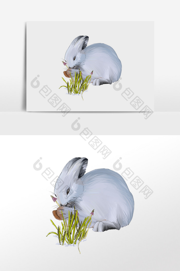 冬季动物兔子图片图片
