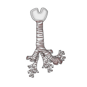 气管和支气管人体研究