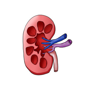 肾脏解刨内脏脏器