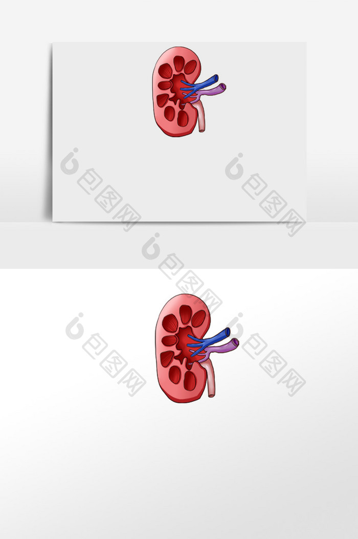 肾脏解刨内脏脏器