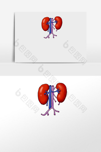 肾脏内脏脏器器官图片