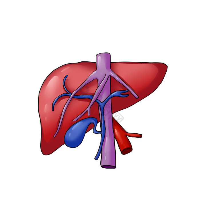 肝血管解剖图器官脏器图片
