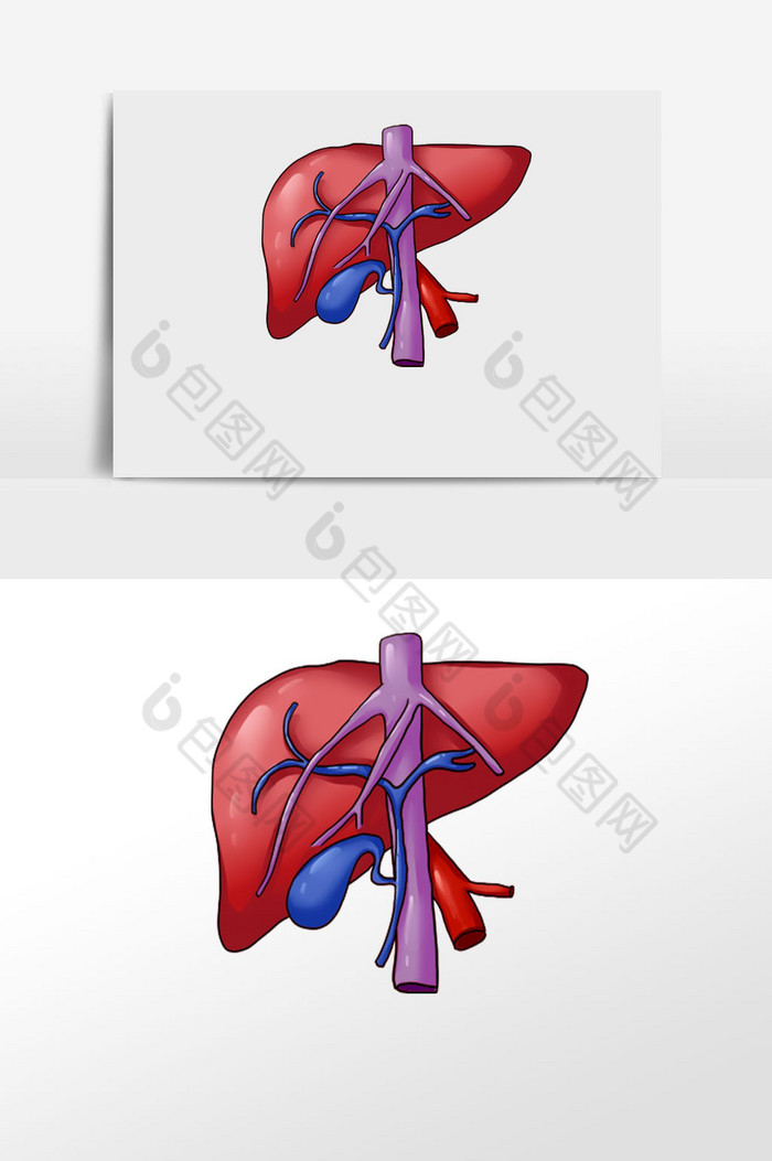 肝血管解剖圖器官臟器圖片