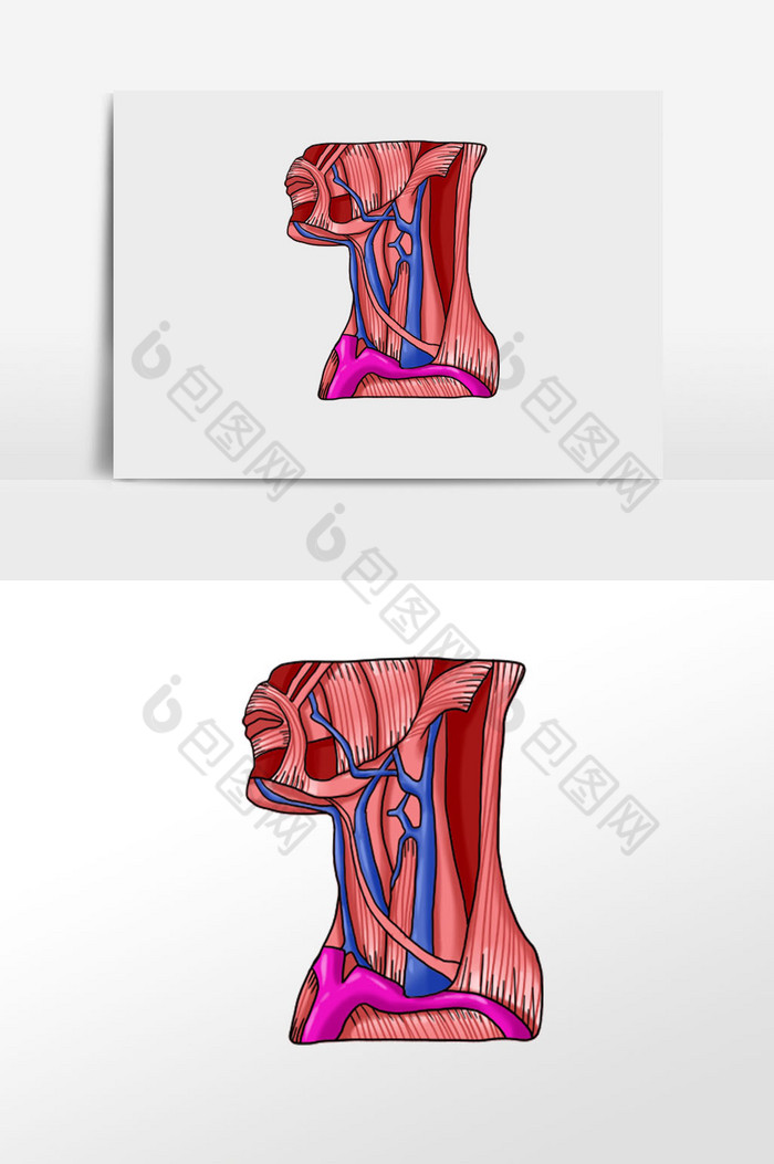 颈部淋巴人体器官图片图片
